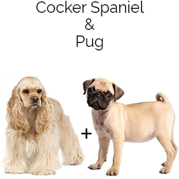 Cocker Pug Dog